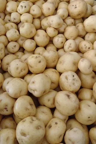 Papacriolla X 500 Gr
